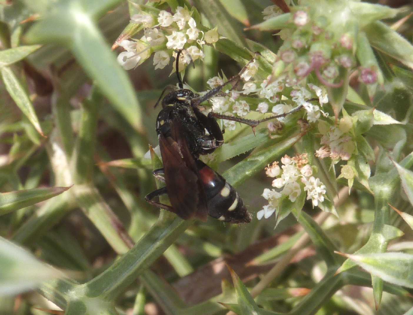 Pompilidae con macchie bianche